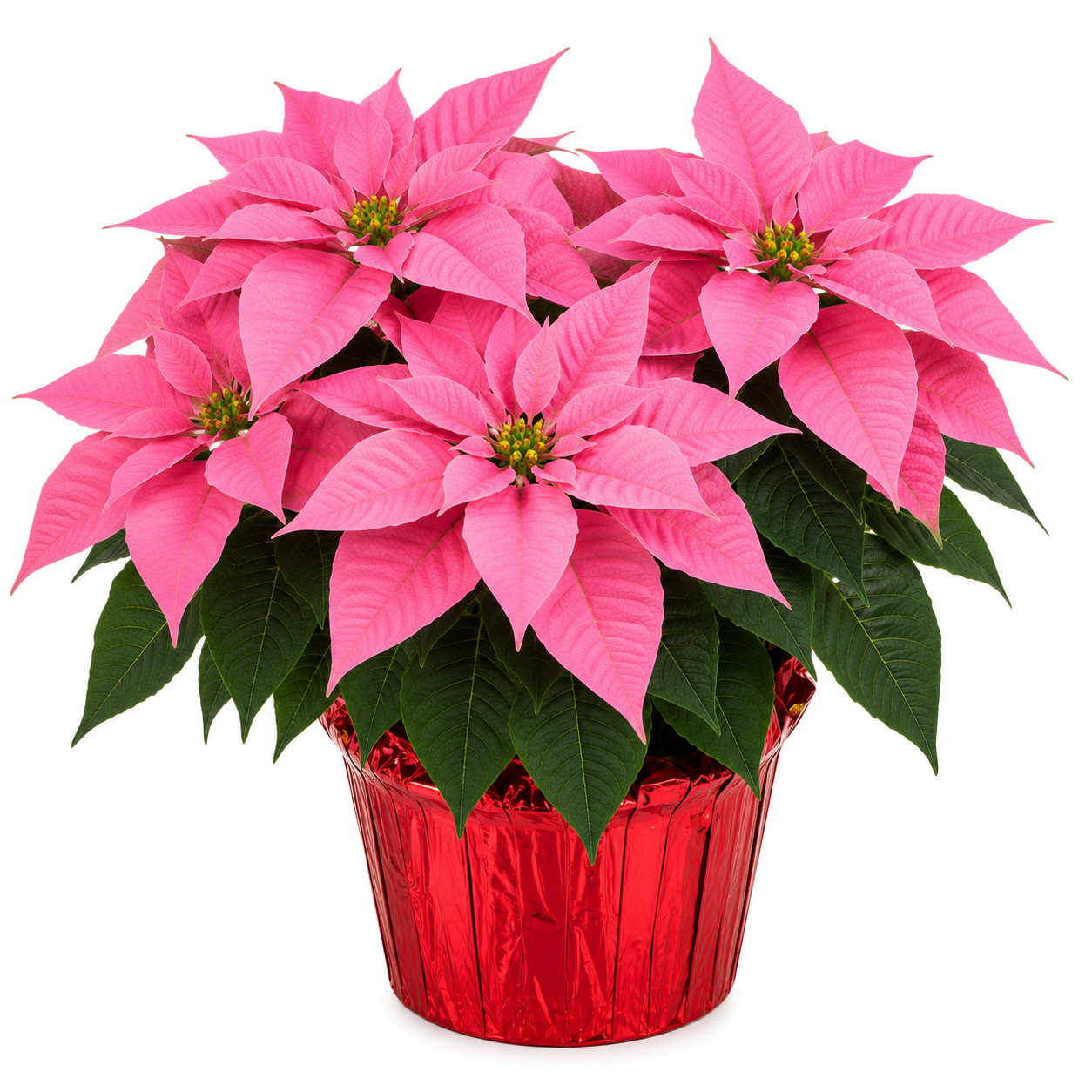 Pink Poinsettia