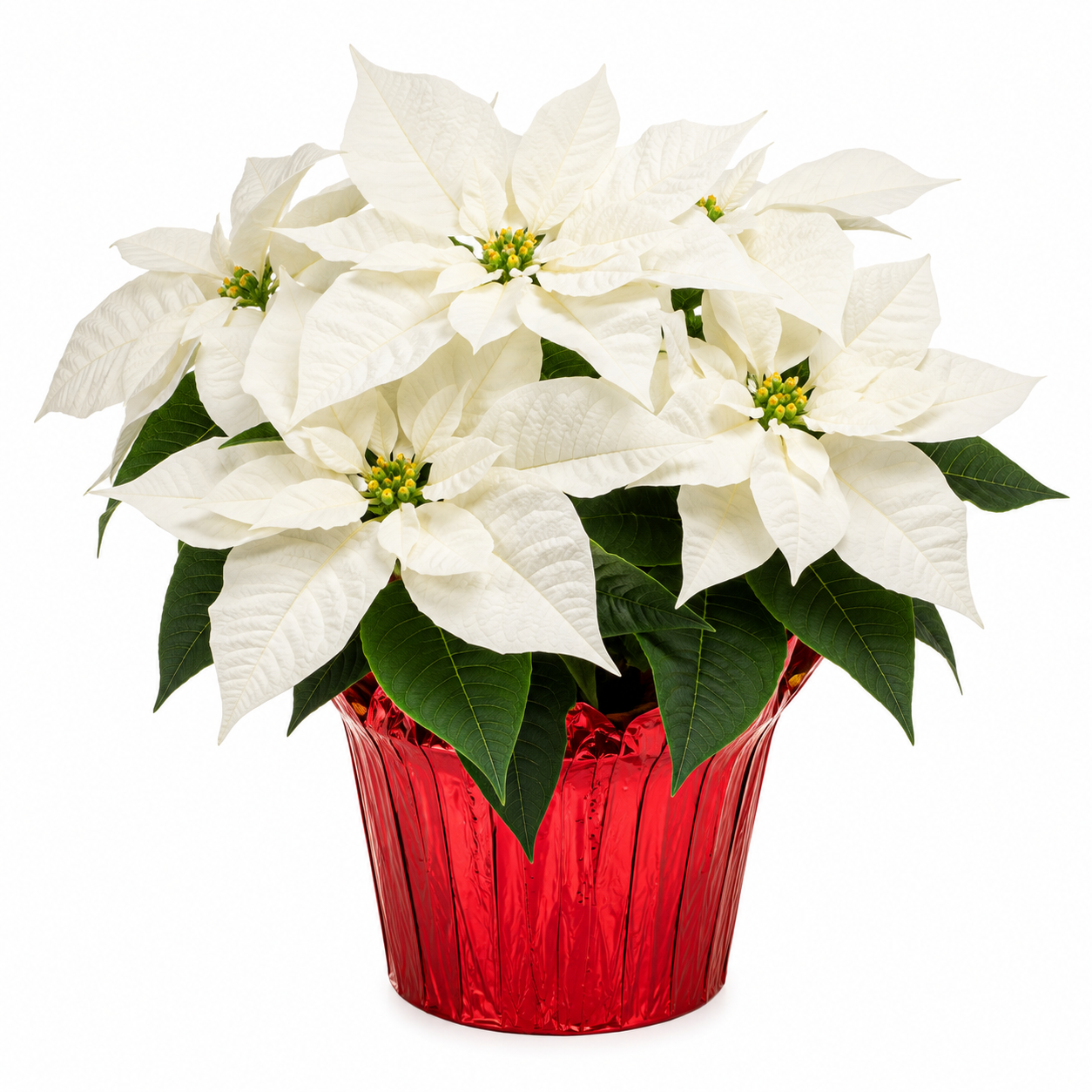 White Poinsettia