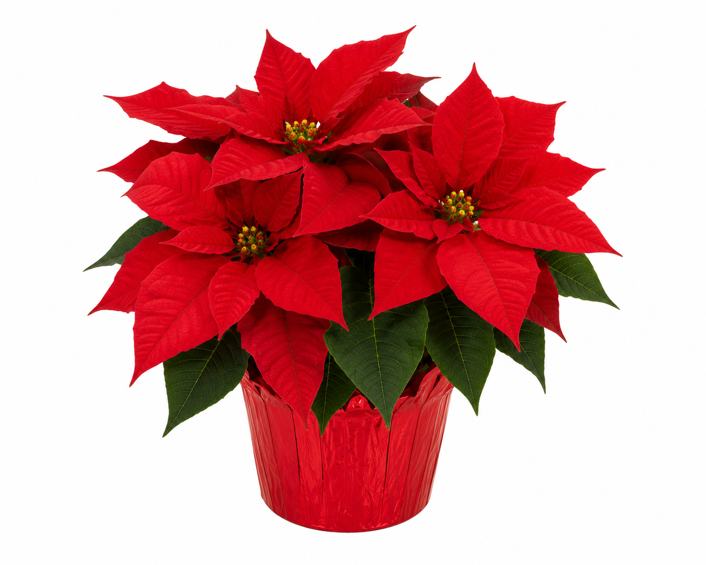 Red Poinsettia